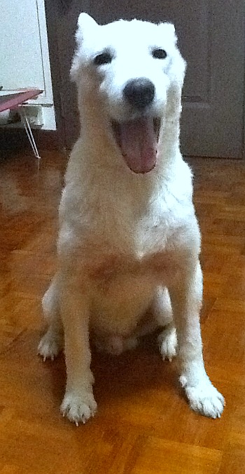 Photo of Samoyed using the www.WaterCures.org Pet Protocol