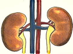“kidney